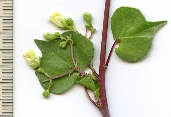  Jatropha cardiophylla